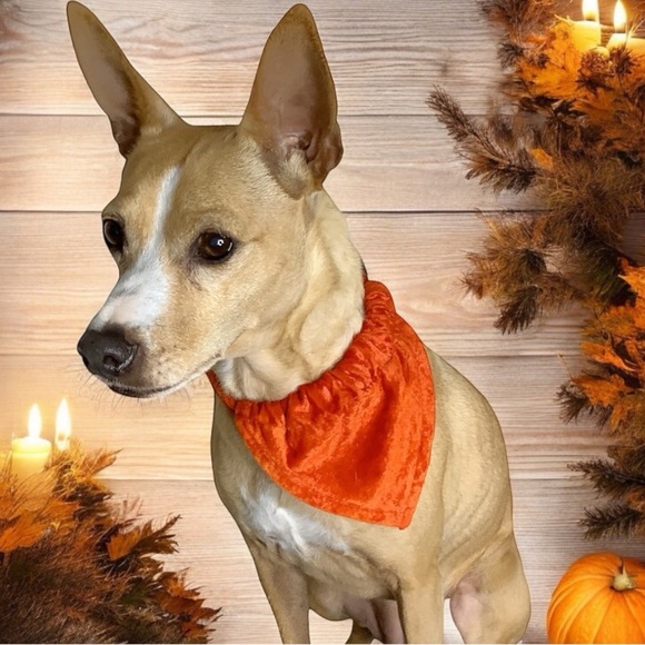 Crushed Velvet Dog Collar with Bandana - Picture 1 of 5